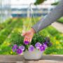 Combo – Blue Ridge – 10″ Hanging Basket